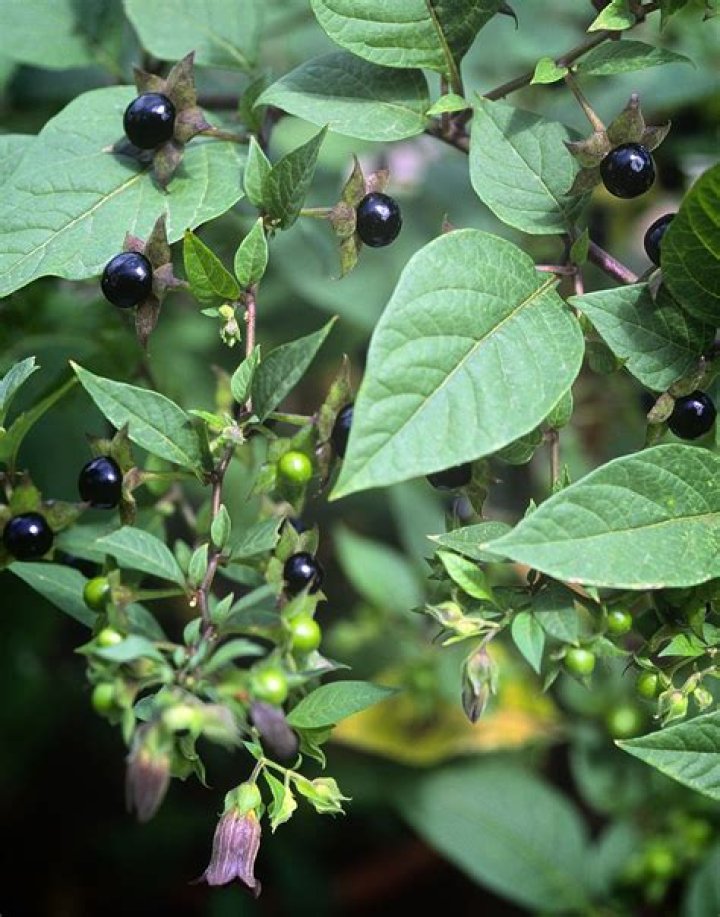 Are all nightshade berries poisonous?