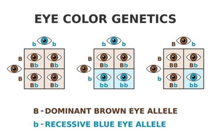 Are blue green eyes dominant or recessive?