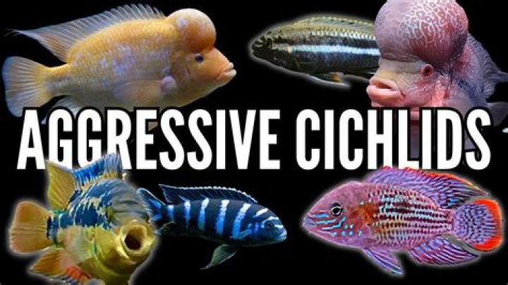 Are Borleyi cichlids aggressive?