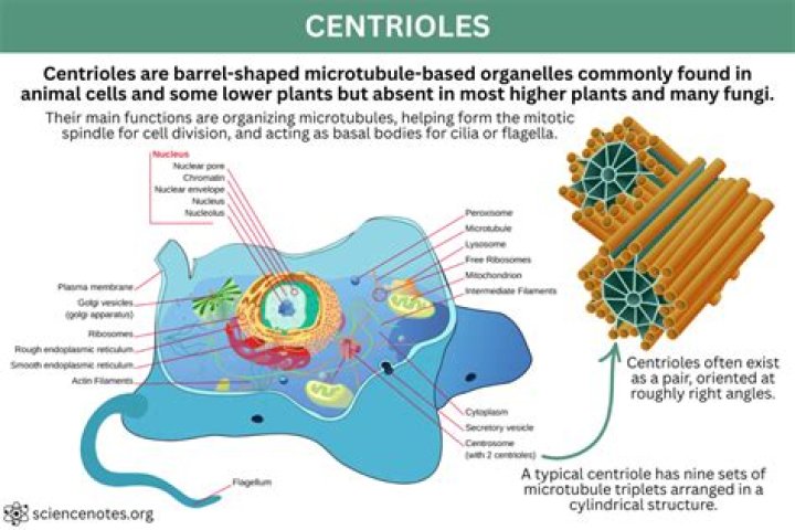 Are Centrioles found in human cells