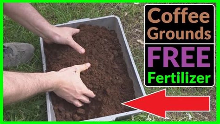 Are coffee grounds a good fertilizer
