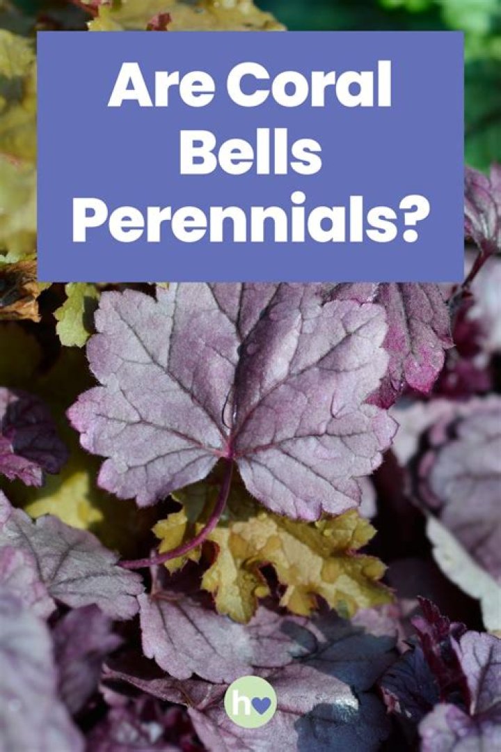 Are coral bells perennials