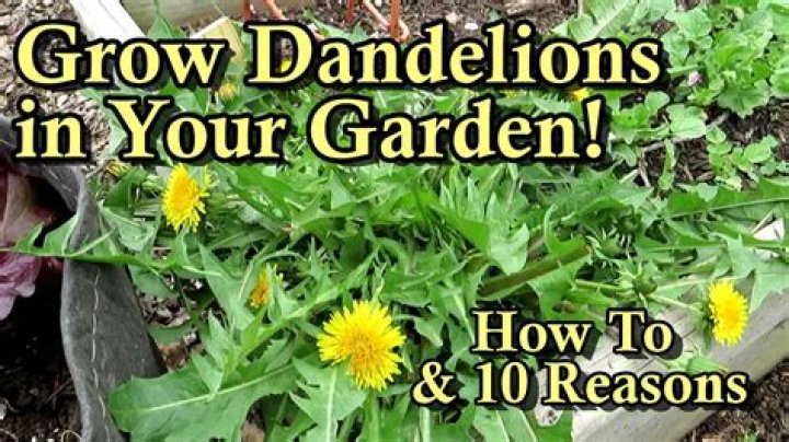 Are dandelions good for compost