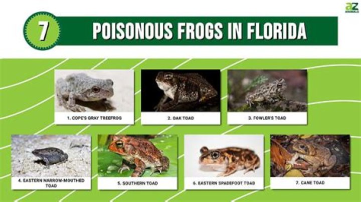 Are Florida frogs poisonous to dogs?