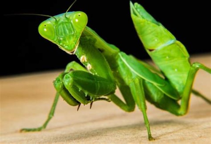 Are green praying mantis poisonous?