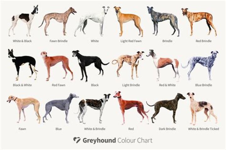 Are greyhound dogs intelligent?