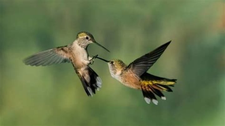 Are hummingbirds aggressive to other birds