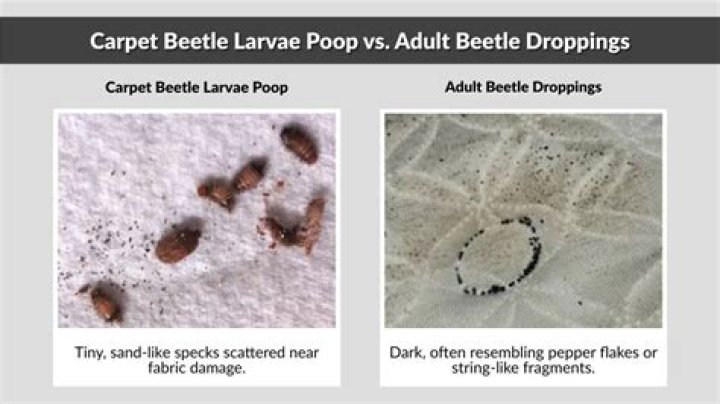 Are jelly beans made of beetle poop?