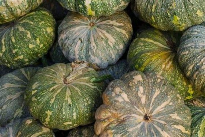 Are Kent and Jap pumpkins the same?