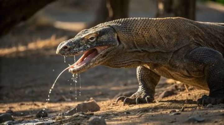 Are Komodo dragons in Asia?