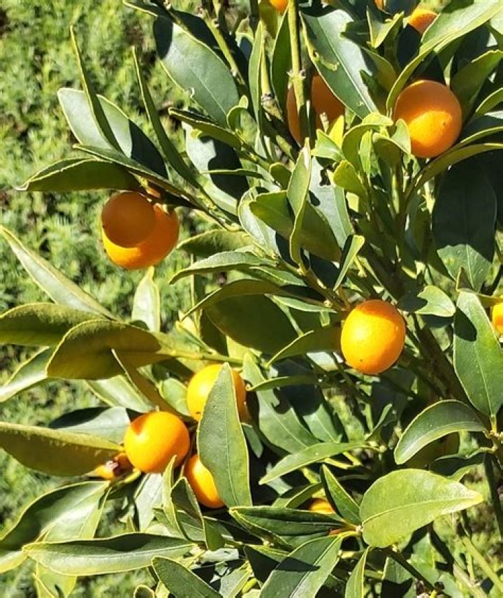 Are kumquat leaves edible?