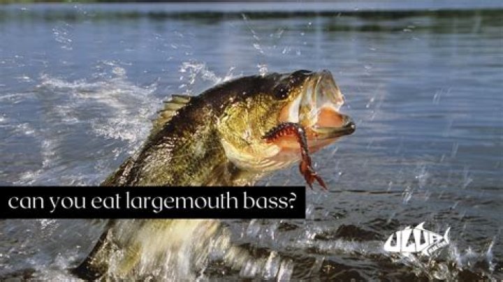 Are largemouth bass good for eating?