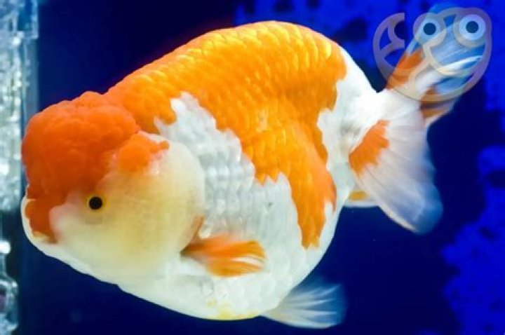 Are Lionhead goldfish hard to take care of?