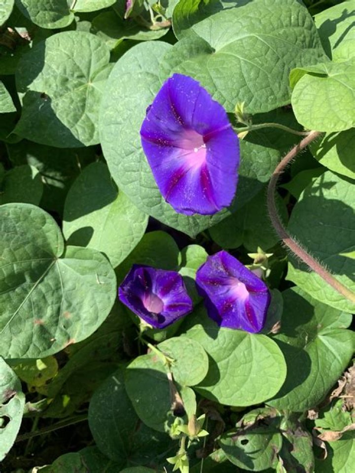 Are morning glory vines invasive