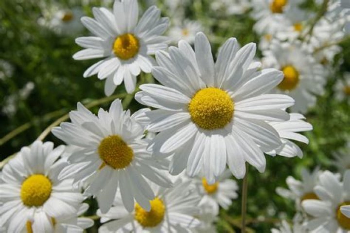 Are oxeye daisies invasive?