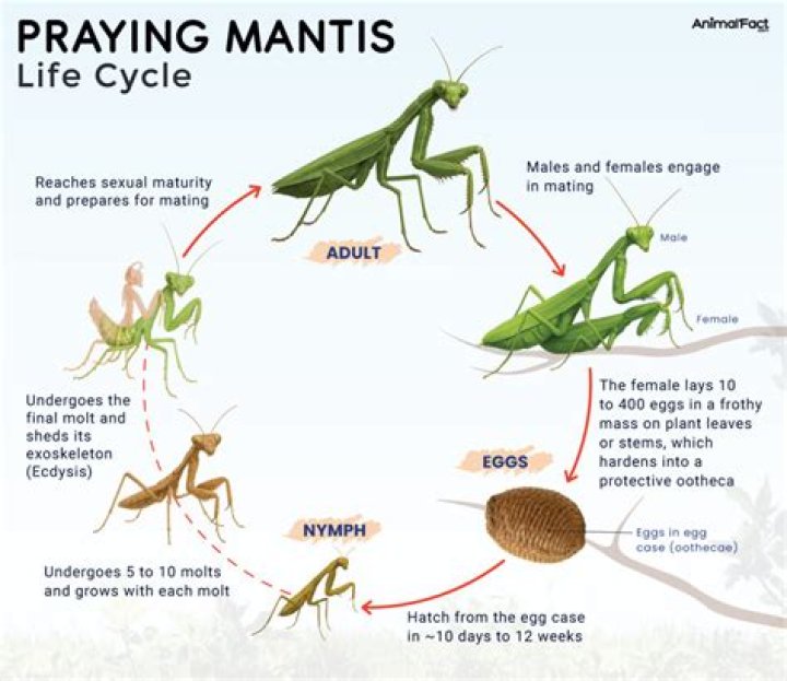 Are Praying Mantis good for your yard?
