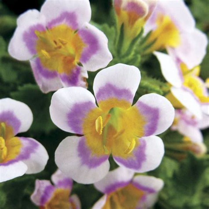Are Primroses annuals or perennials?