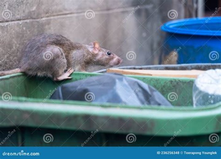 Are rats attracted to garbage