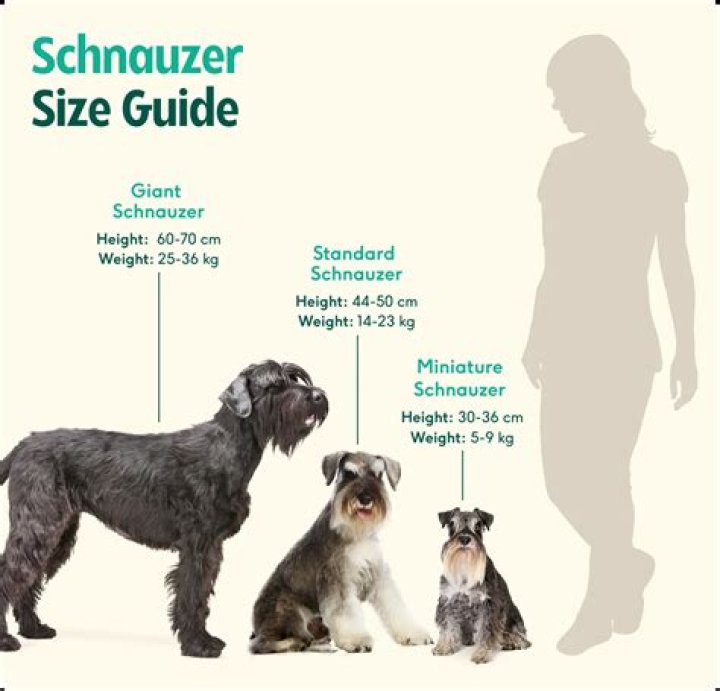 Are schnauzers easy to crate train?