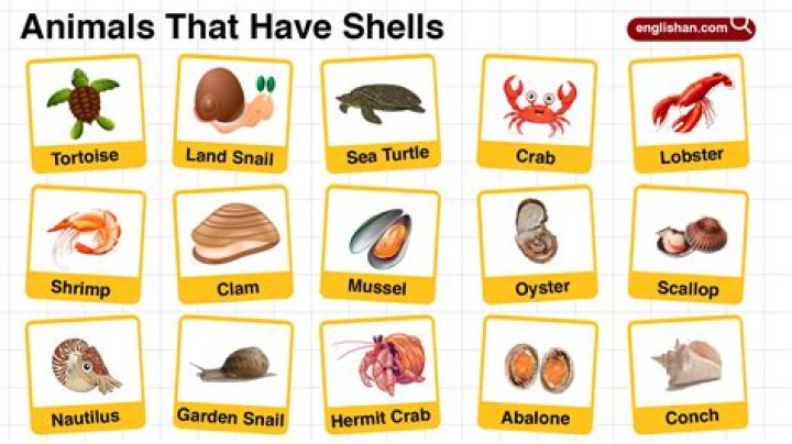 Are sea turtles shells soft?