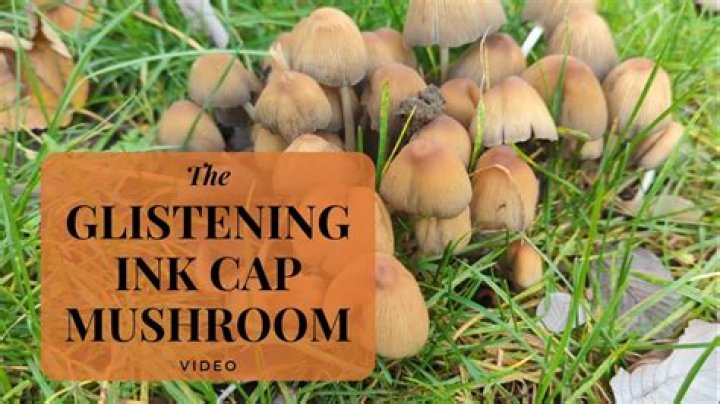 Are shaggy inky caps safe to eat?