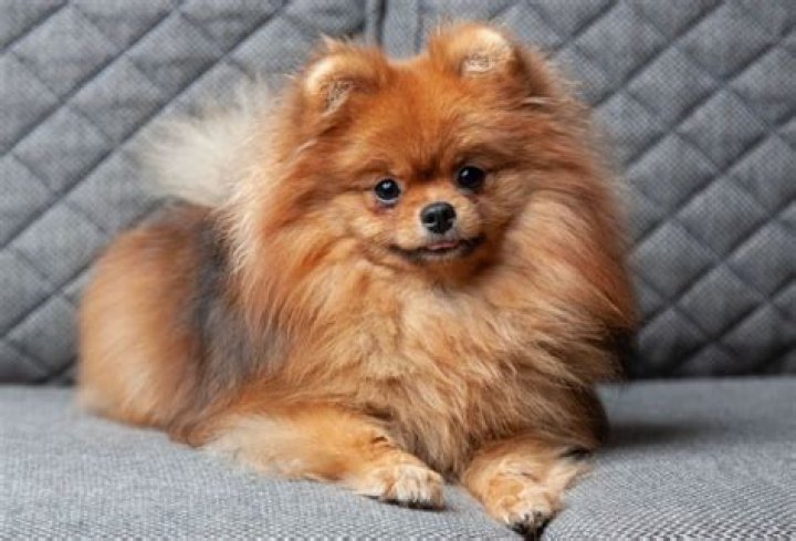 Are Spitz dogs small?