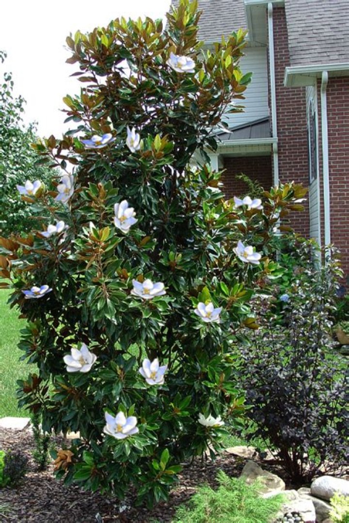 Are Teddy Bear magnolias Evergreen