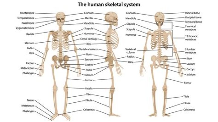 Are the bones arranged in a similar way in each animal?