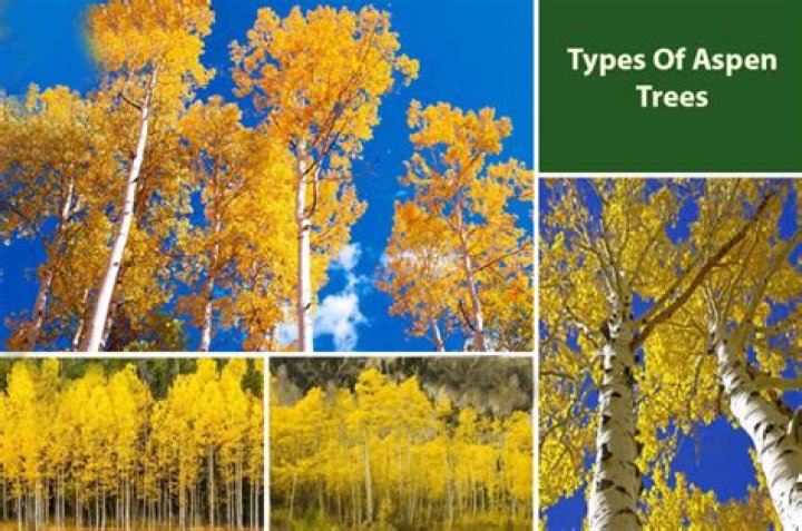 Are there different types of aspen trees