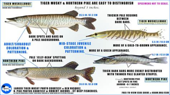 Are there muskie in Lake Scugog?