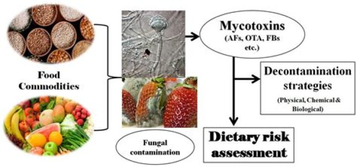 Are there mycotoxins that are not destroyed during food processing?