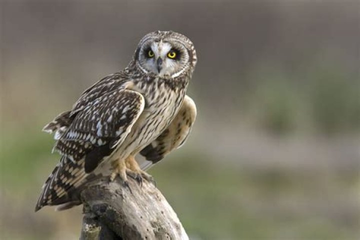 Are there snowy owls in Ohio?