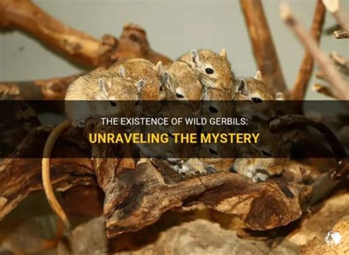 Are there wild gerbils