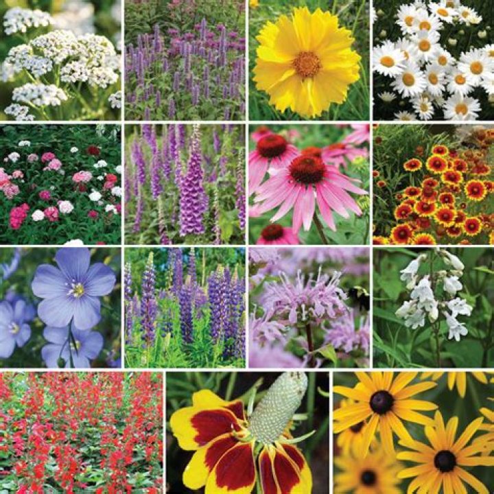 Are wildflower mixes perennial?