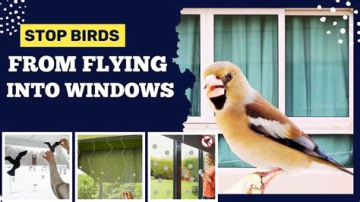 Can a bird recover from hitting a window?