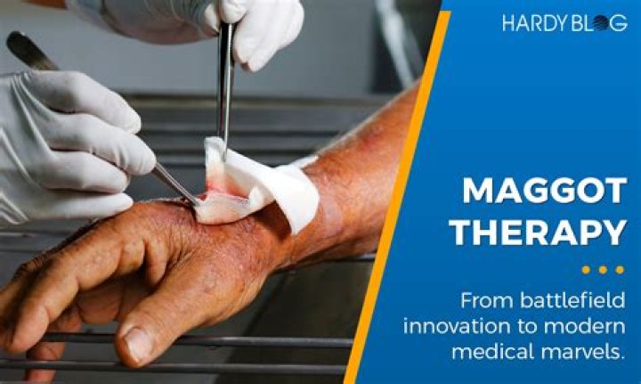 Can a dog recover from maggots?