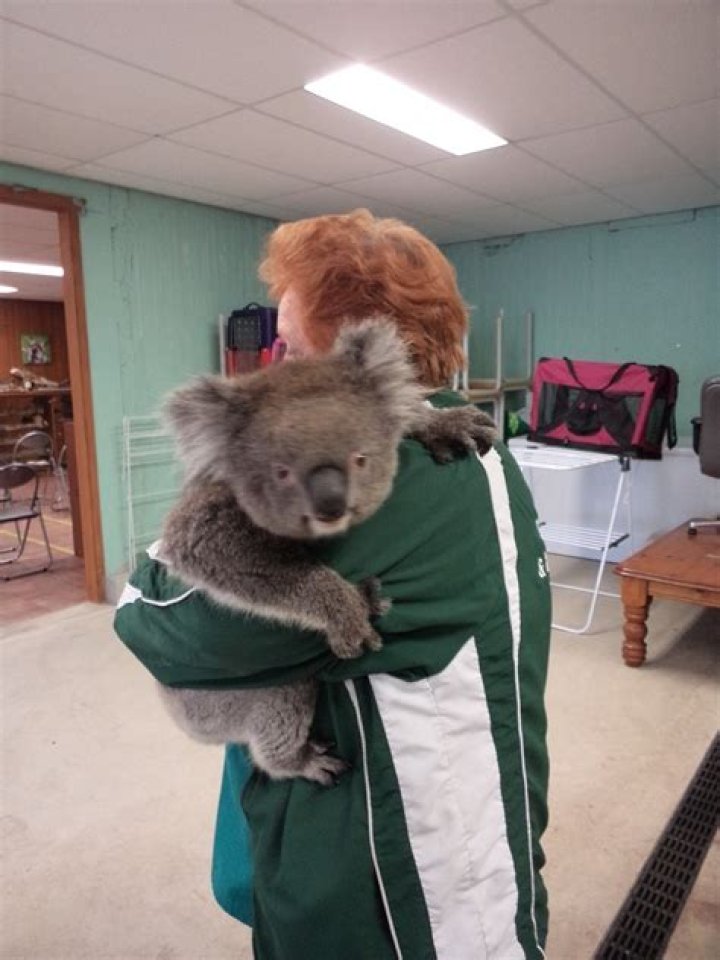 Can a koala be a pet?