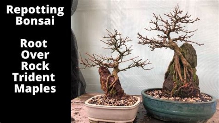 Can Bonsai root Over Rock?
