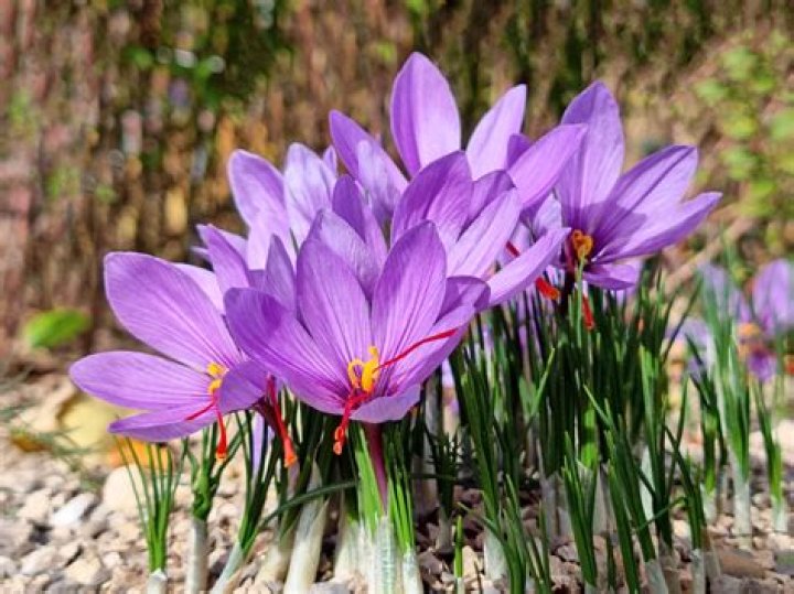 Can crocuses survive snow?