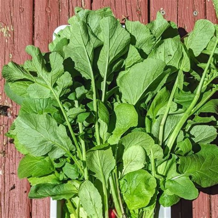 Can daikon radish greens be eaten?