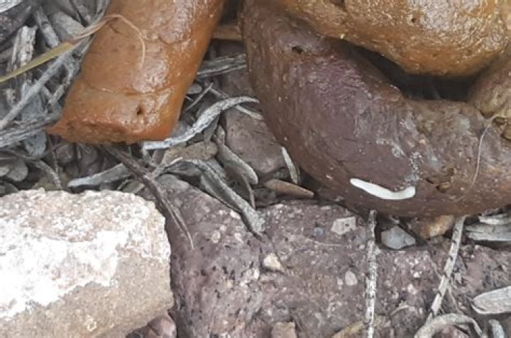 Can dog poop go in worm compost?