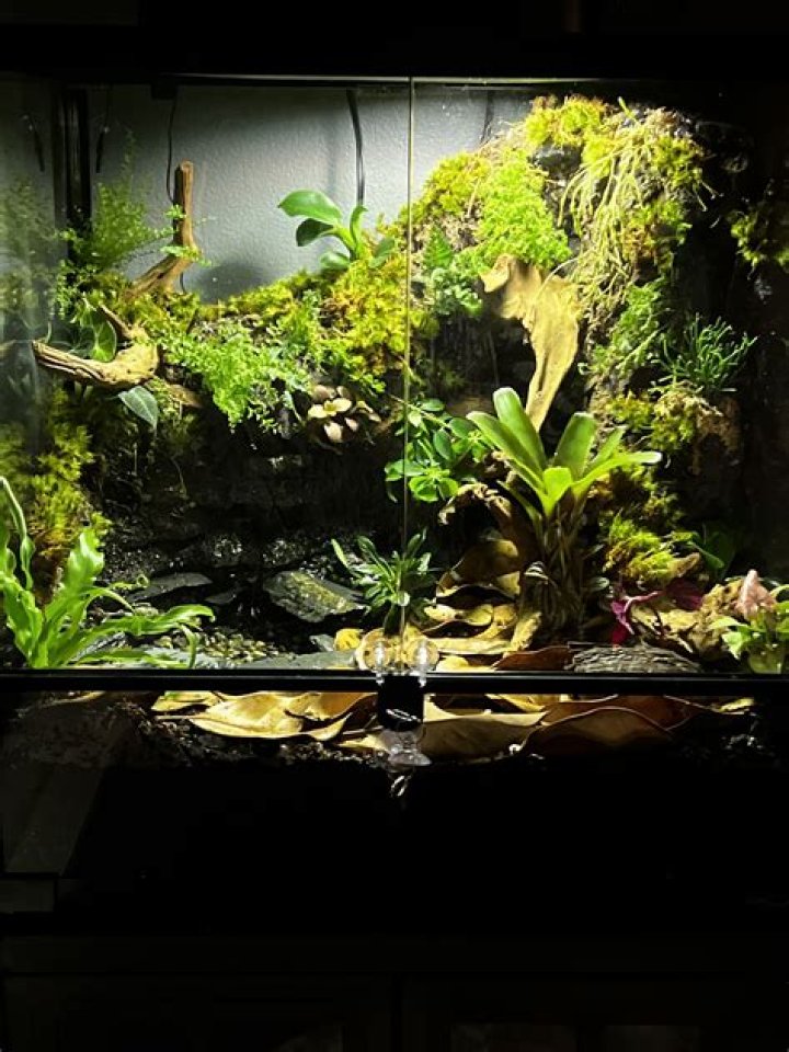 Can frogs live in a vivarium?
