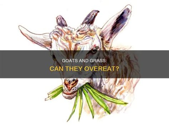 Can goats overeat?
