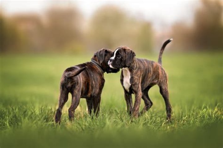 Can I let my puppy in the garden