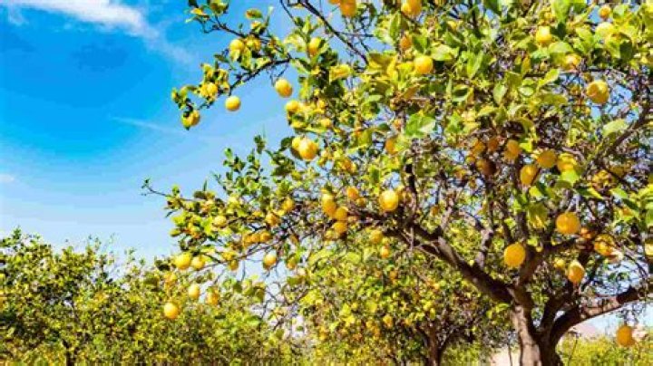 Can lemon trees grow in Michigan