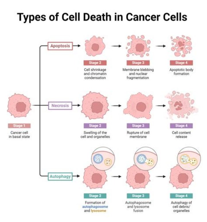 Can UV cause cell death?