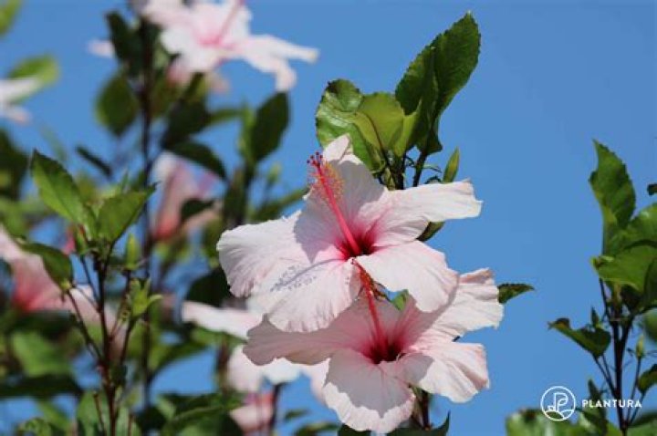 Can we eat hibiscus flower?