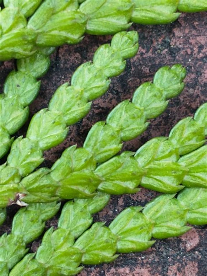 Can you dig up arborvitae