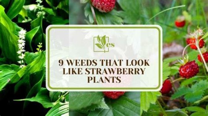 Can you eat wild strawberry weed?