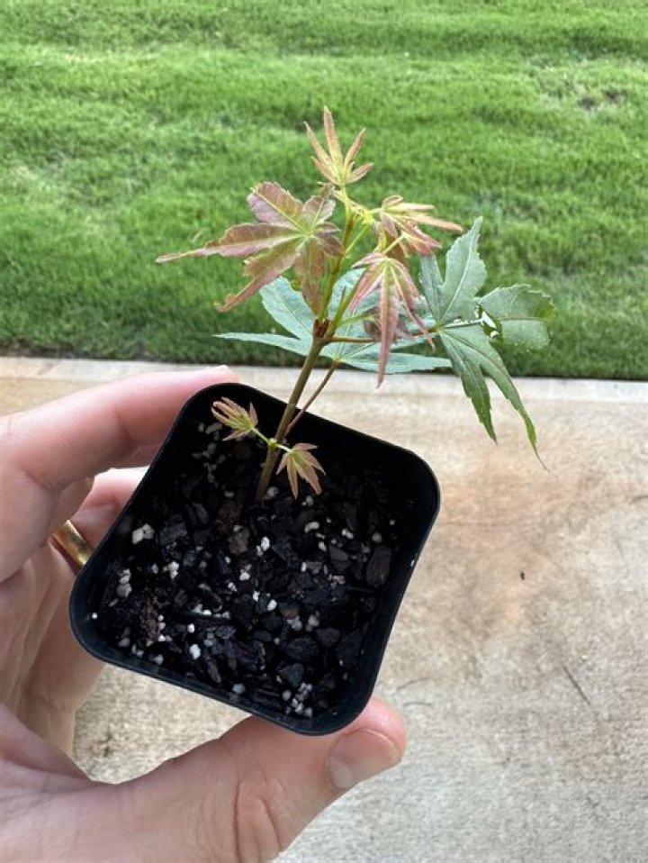 Can you grow a Japanese maple from a cutting?